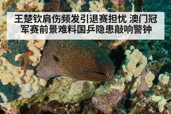 王楚钦肩伤频发引退赛担忧 澳门冠军赛前景难料国乒隐患敲响警钟